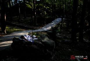 树林干妈妈在线播放,探寻自然与生命的温馨故事