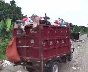 广东爆料倾倒垃圾视频,视频揭露惊人真相