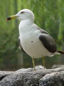 明星海鸥照片,镜头下的优雅飞翔