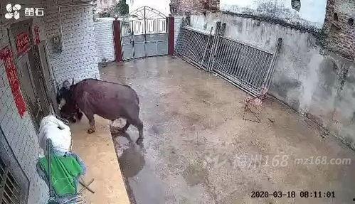 大水牛视频,揭秘自然奇观与生态奥秘