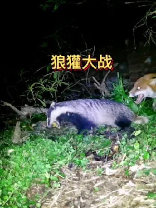 狼獾和狼打架视频,生死较量背后的生态奥秘