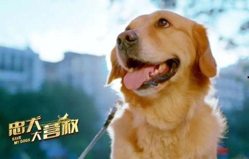 影视狗免费观看,畅享海量影视资源，轻松观影新体验