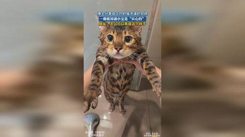 豹猫视频,野性十足的自然奇观